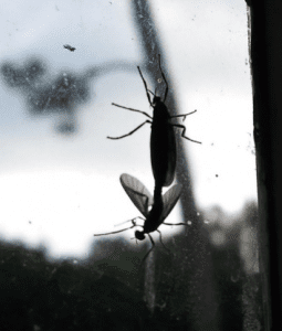 러브버그 썸네일이미지