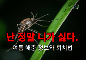 모기 썸네일이미지